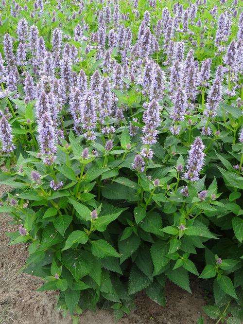 Agastache 'Blue Fortune'