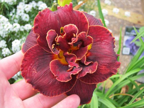 Hemerocallis 'Night Embers'