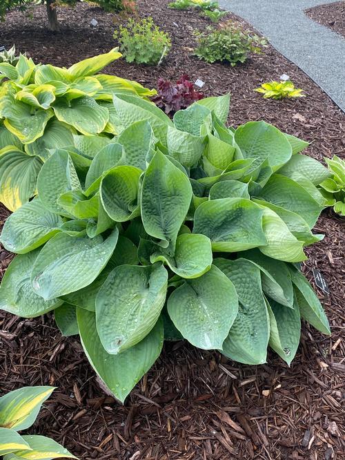 Hosta 'Abiqua Drinking Gourd'