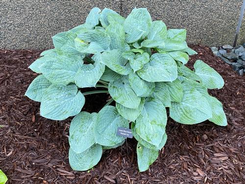 Hosta 'Blue Hawaii'