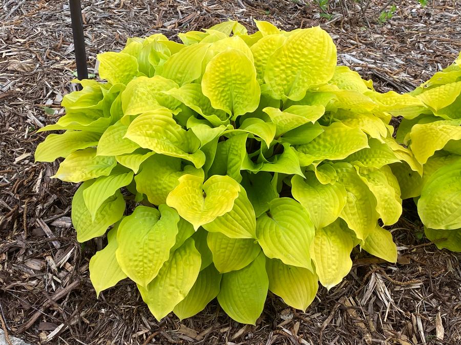 Hosta 'Fire Island'