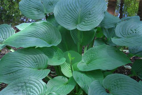 Hosta 'Jurassic Park'