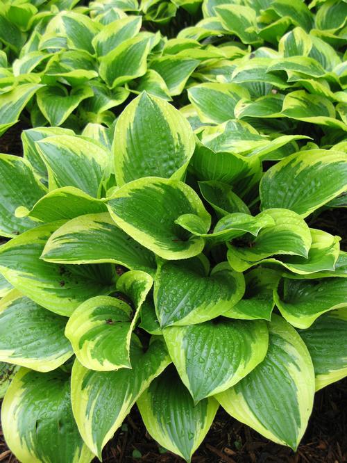 Hosta 'Queen Josephine'