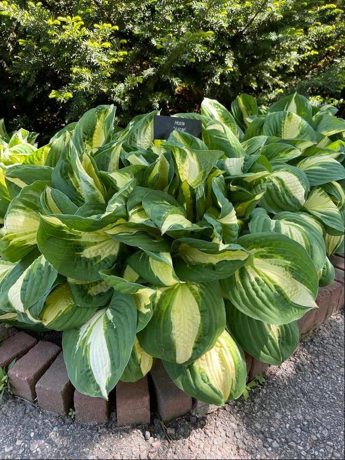 Hosta 'Vulcan'