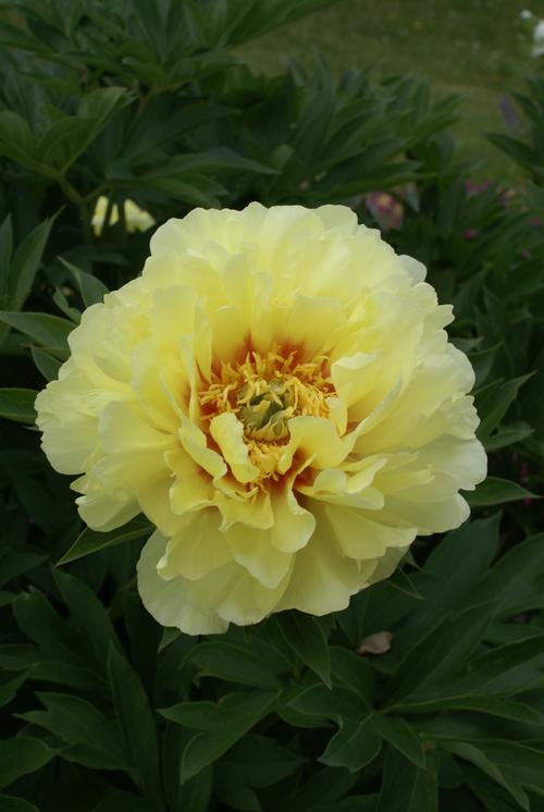 Peony ITOH 'Bartzella'