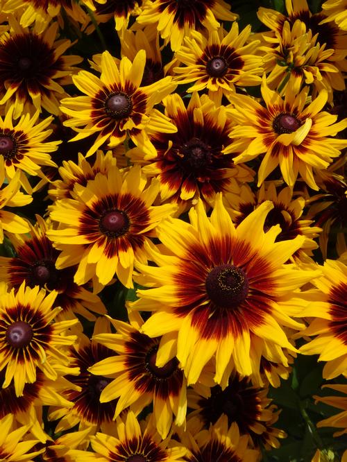 Rudbeckia hirta 'Denver Daisy™'