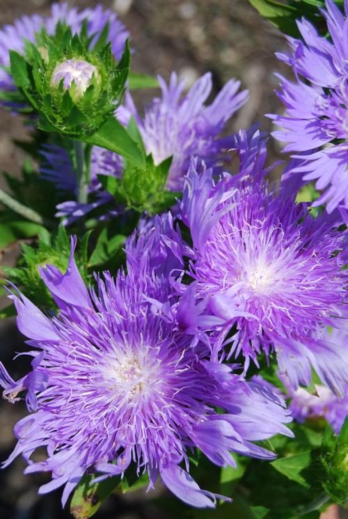 Stokesia laevis 'Peachie's Pick'