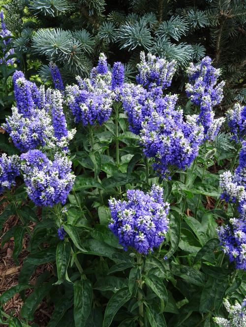 Veronica x 'Blue Bomb'