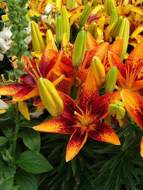 Lilium - Asiatic Pot Lily Looks™ 'Tiny Orange Sensation'