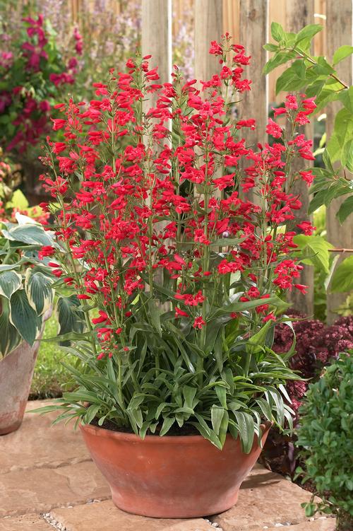 Penstemon schmidel 'Red Riding Hood'