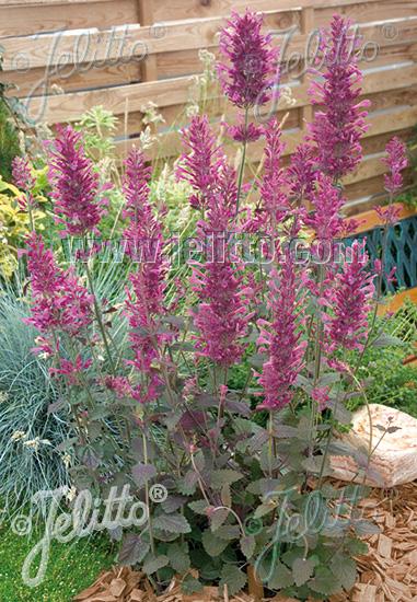 Agastache cana-hybrid (Anise Hyssop)