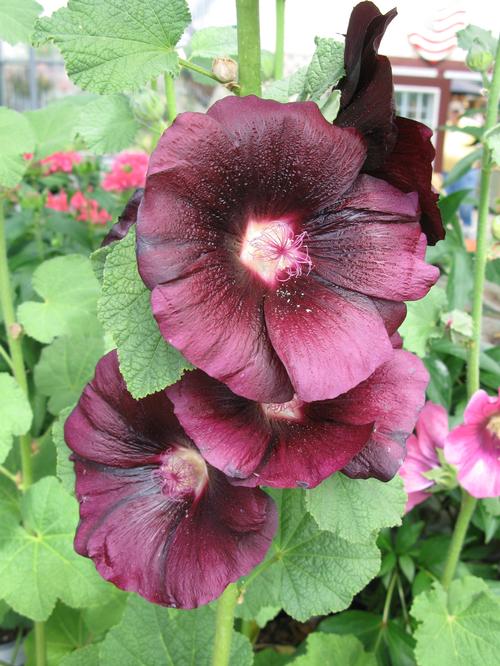 Alcea rosea 'Spotlight™ Blacknight'