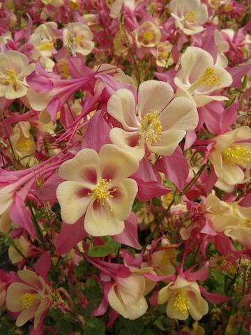 Aquilegia (Columbine)