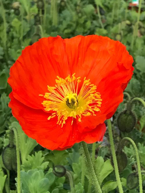 Papaver nudicaule 'Spring Fever™ Orange'