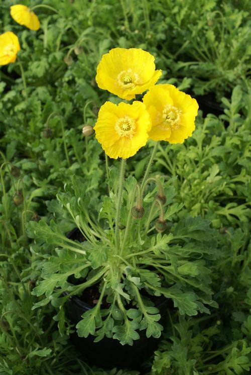 Papaver nudicaule 'Spring Fever™ Yellow'