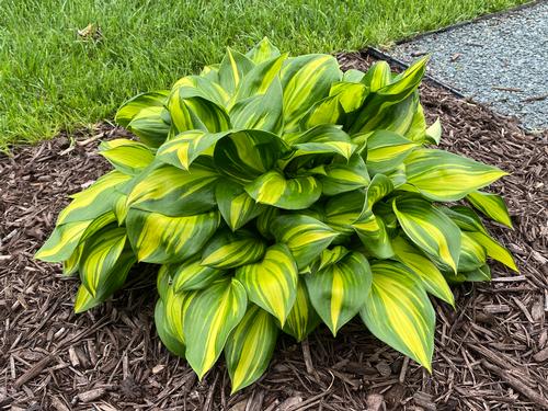 Hosta 'Rainbow's End'