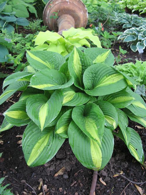 Hosta 'Ann Kulpa'