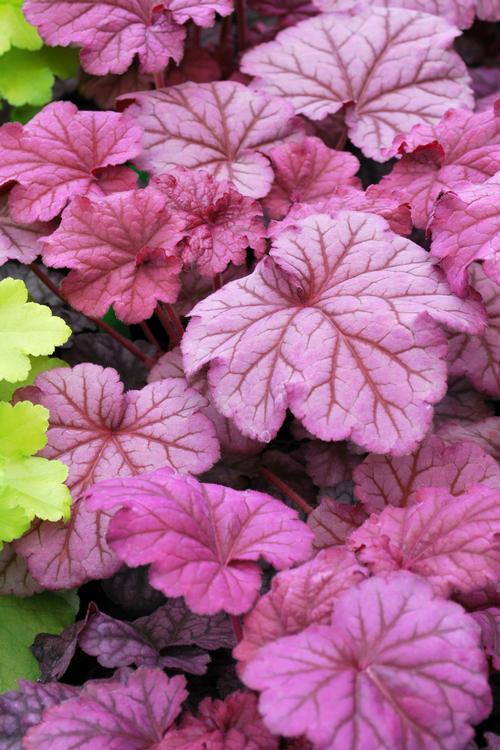 Heuchera 'Berry Smoothie'