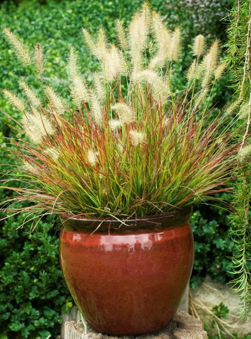 Pennisetum alopecuroides (Fountain Grass)