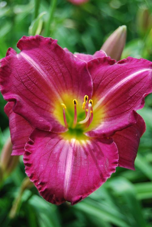 Hemerocallis 'Siloam Royal Prince'