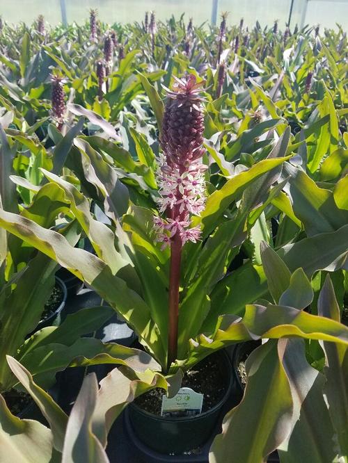 Eucomis (Pineapple Lily)
