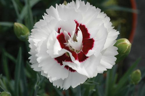 Dianthus 'Scent First® Coconut Surprise'