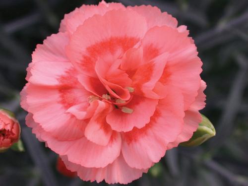 Dianthus 'Scent First™ Romance'
