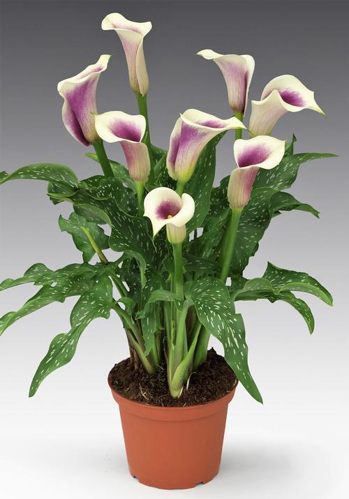 Calla (Zantedeschia)