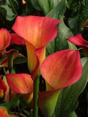 Calla (Zantedeschia)