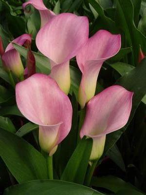 Calla (Zantedeschia)