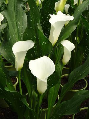 Calla (Zantedeschia)