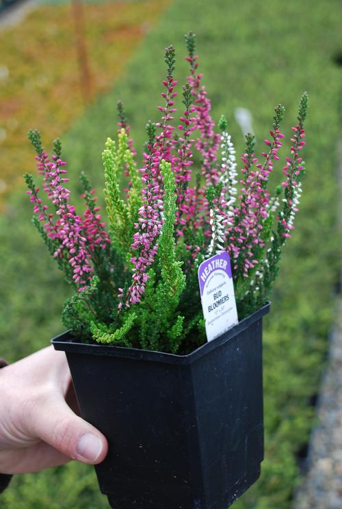 Heather 'Calluna vulgaris 'Assorted Colors''