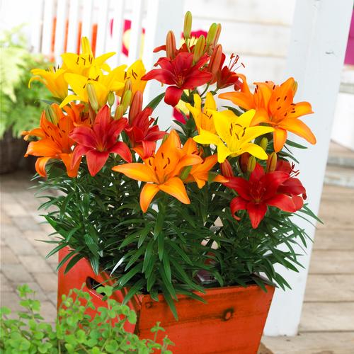Lilium - Lily Looks™ (Asiatic Pot Lily Combo)