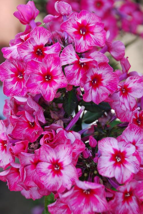 Phlox Tall Garden paniculata 'Fireworks'