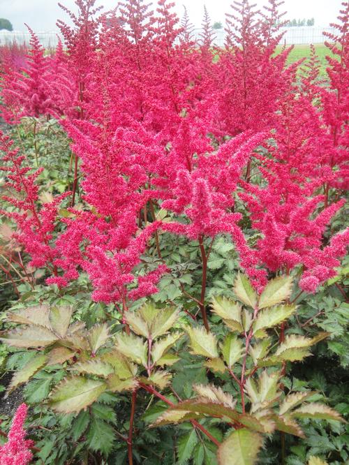 Astilbe chinensis 'Mighty™ Red Quin'