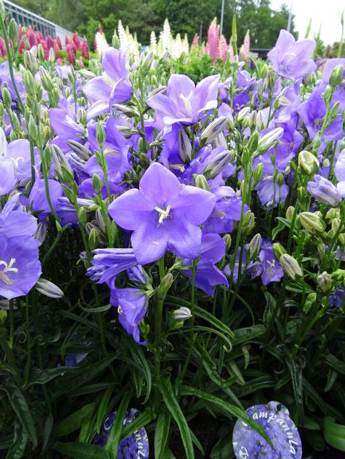 Campanula persicifolia 'Takion Blue'