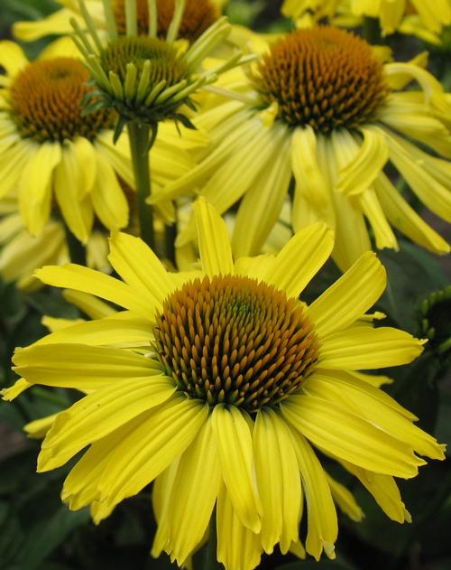 Echinacea purp. (Coneflower)