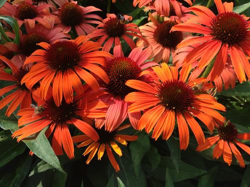Echinacea purpurea 'Butterfly™ Julia'
