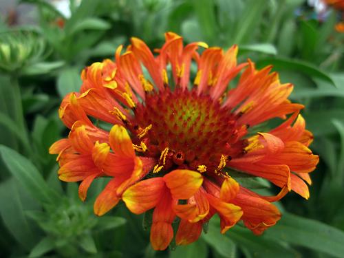 Gaillardia x grandiflora 'Fanfare Blaze'