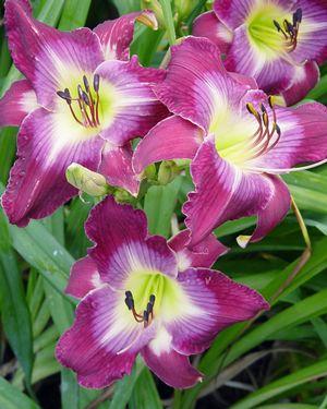 Hemerocallis 'Water Dragon'