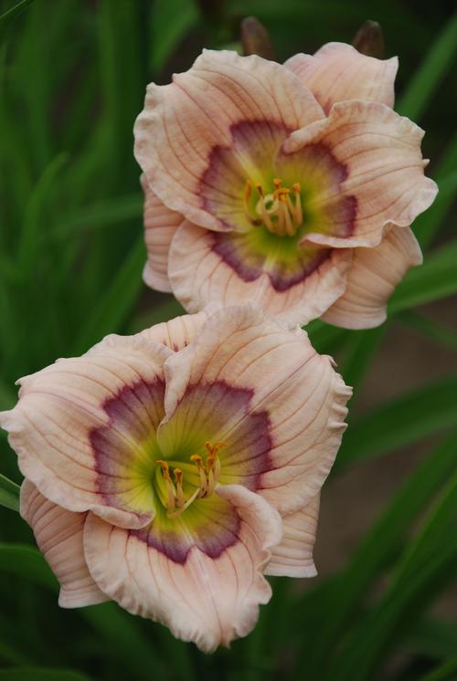 Hemerocallis 'Siloam David Kirchhoff'