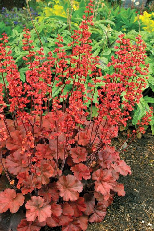 Heuchera 'Cherry Cola'