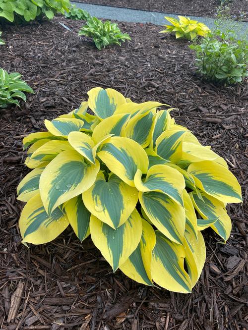 Hosta 'Ben Vernooij'