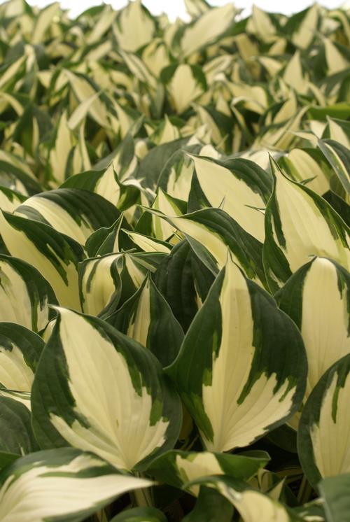 Hosta 'Reversed Patriot'