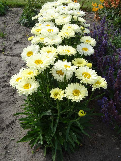Leucanthemum superbum 'Realflor® Real Dream'