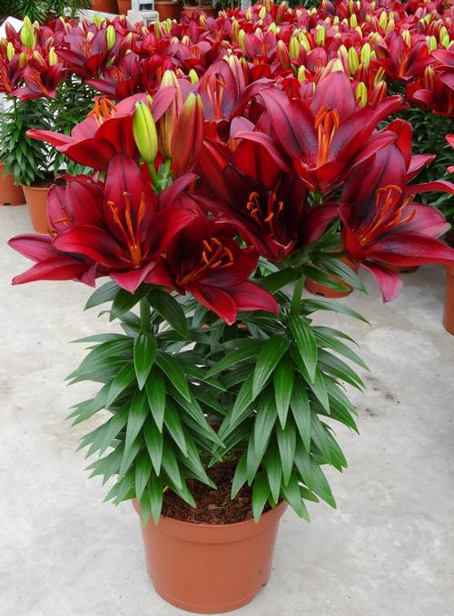 Lilium - Asiatic Pot Lily Looks™ 'Tiny Rocket'