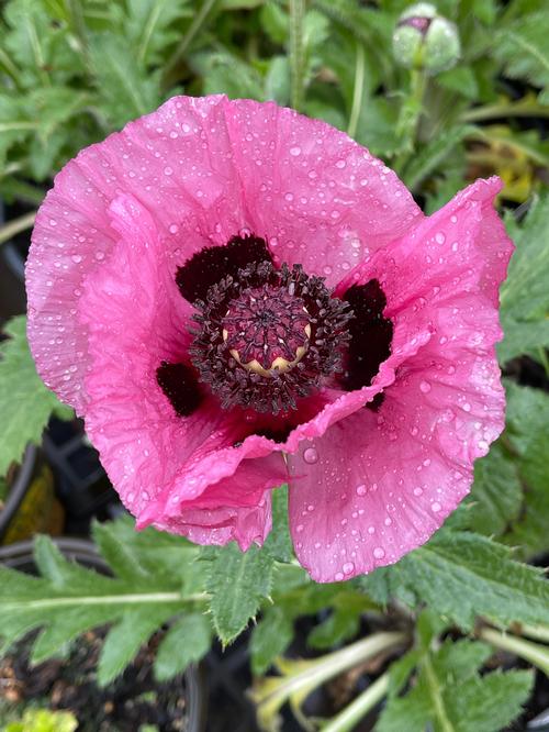 Papaver orientalis 'Little Patty's Plum'