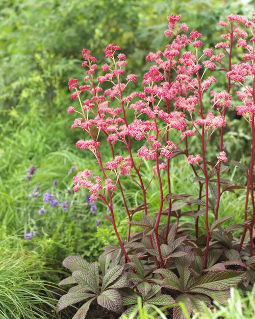 Rodgersia henrici (Rodger's Flower)