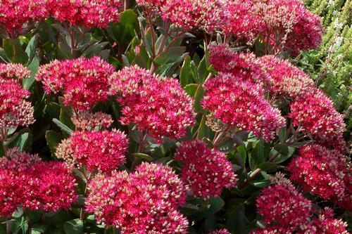 Sedum Tall Upright Clumping 'Class Act'