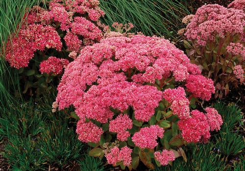 Sedum Tall Upright Clumping 'Mr. Goodbud'